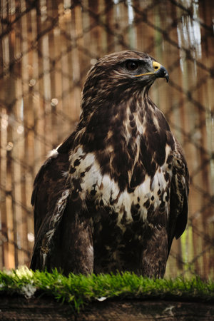 A hawk spreads slightly its wings while perched on a grassy wooden beamの写真素材