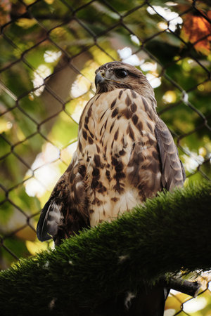 A hawk perches on a branch in an aviary, with green leaves blurred in backgroundの写真素材