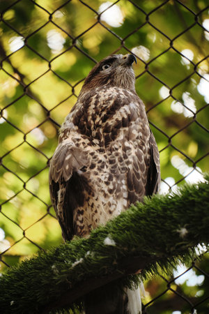 A hawk perches on a branch in an aviary, with green leaves blurred in backgroundの写真素材
