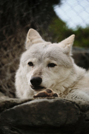 A white wolf lying down, looking calm and relaxed in its enclosureの写真素材