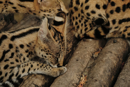 A serval cat licking its paw while resting on wooden logs in the zooの写真素材