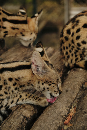 A serval cat licking its paw while resting on wooden logs in the zooの写真素材