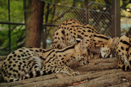Group of serval cats resting together on wooden logs inside Belgrade zoo enclosureの写真素材