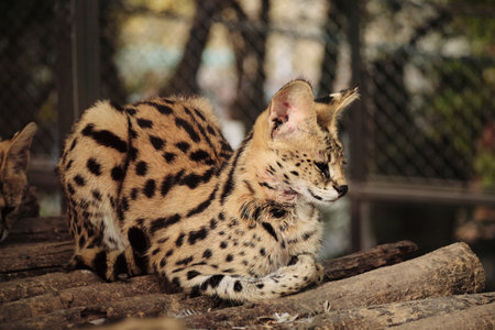 A serval cat resting calmly on a log in Belgrade zooの写真素材