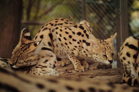 Group of serval cats resting together on wooden logs inside Belgrade zoo enclosureの写真素材