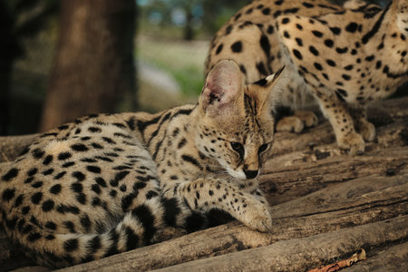 A serval cat licking its paw while resting on wooden logs in the zooの写真素材