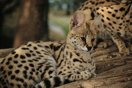 Group of serval cats resting together on wooden logs inside Belgrade zoo enclosureの写真素材
