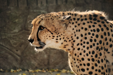 Cheetah in profile view at Belgrade Zoo, showing its spotted coat and elegant bodyの写真素材