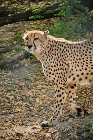 Cheetah walking away in zoo enclosure surrounded by autumn leavesの写真素材
