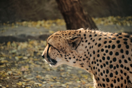 Cheetah in profile view at Belgrade Zoo, showing its spotted coat and elegant body