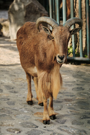 Barbary sheep Aoudad standing on stone ground in Belgrade Zoo, looking directly at the camera with curved horns and long beardの写真素材