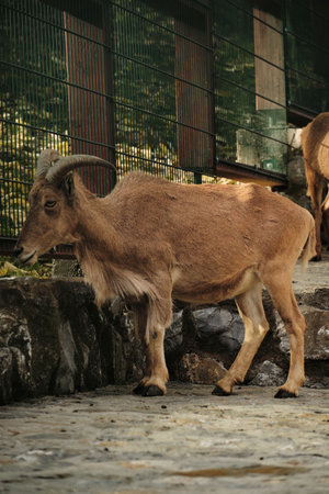 Barbary sheep walking in Belgrade Zoo enclosure, brown fur and curved horns visibleの写真素材