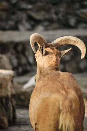 Rear view of Barbary sheep Aoudad in Belgrade Zoo, showing large curved horns and short tailの写真素材