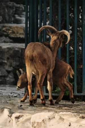 Two Barbary sheep Aoudad interacting closely, standing on stone ground near enclosure bars. Rear back viewの写真素材