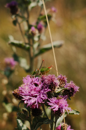 Macro shot of a green grasshopper on a purple wildflower in Tara National Park, Serbiaの写真素材