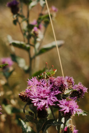 Macro shot of a green grasshopper on a purple wildflower in Tara National Park, Serbia