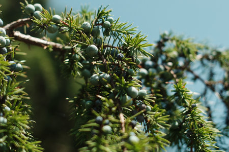 Juniper branches hanging in sunlight in Tara National Park, Serbia, with blue berries in close up viewの写真素材