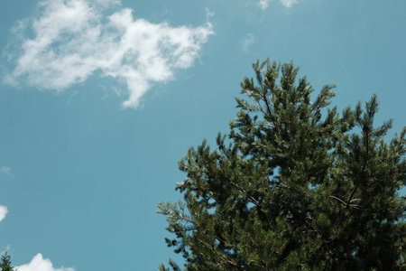 Pine tree top against clear blue summer sky in Tara National Park, Serbia. View from the groundの写真素材