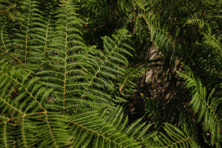 Green fern growing in forest clearing in Tara National Park, Serbia, in summer. Close up top view