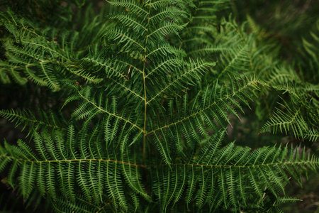 Close-up of green fern leaves in Tara National Park, Serbia, showing the natural symmetry and texture of the foliageの写真素材