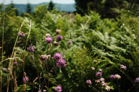 Purple wildflowers blooming among dense green ferns in a summer meadow in Tara National Park, Serbiaの写真素材