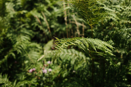 Bright green fern frond extending outward in a lush forest in Tara National Park, Serbiaの写真素材