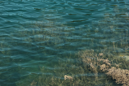 Close-up view of lake vegetation and crystal clear water in Kruscica Lake, Tara National Park, Serbiaの写真素材