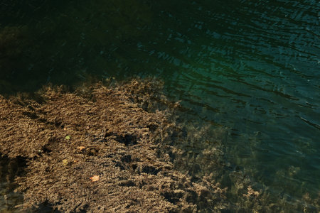 Close-up view of lake vegetation and crystal clear water in Kruscica Lake, Tara National Park, Serbiaの写真素材