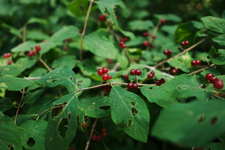 Close-up of red forest berries and green leaves in Tara National Park, Serbia, during summerの写真素材