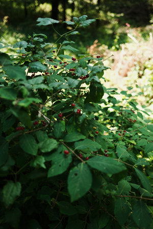 Close-up of red forest berries and green leaves in Tara National Park, Serbia, during summerの写真素材