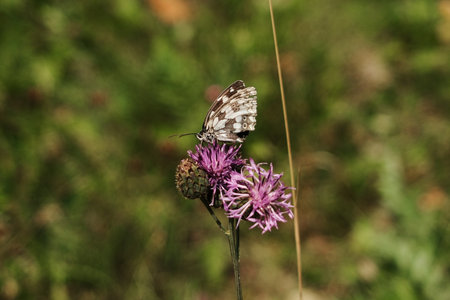 Marbled white butterfly resting on vibrant purple thistle flower in Tara National Park, Serbiaの写真素材