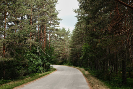 Curving asphalt road through pine forest in Tara National Park, Serbia. Quiet summer travel scene under soft light and green trees.の写真素材