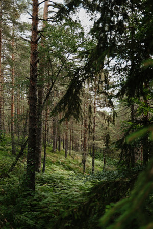 View through spruce branches into a peaceful pine forest with ferns in Tara National Park, Serbiaの写真素材