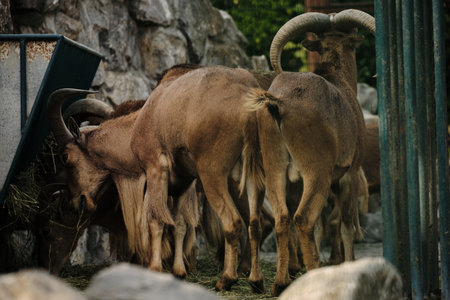 Group of Barbary sheep feeding together on hay inside rocky enclosure at Belgrade Zooの写真素材