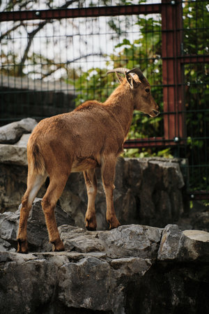 A young Barbary sheep stands on rocks inside Belgrade Zoo, gazing toward the distanceの写真素材