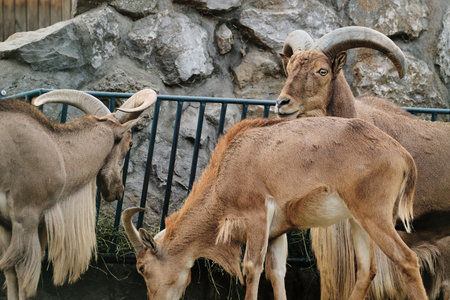 A group of Barbary sheep feeding together on hay among rocks at Belgrade Zoo