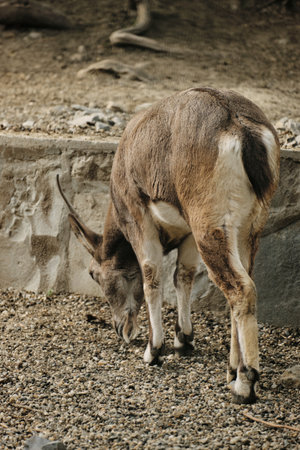 A young ibex grazes on gravel ground inside the Belgrade Zoo enclosure, showing its horns and brown coatの写真素材