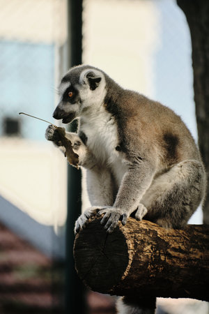 Ring-tailed lemur sits on a log in Belgrade Zoo, holding a leaf with its hand and gazing ahead