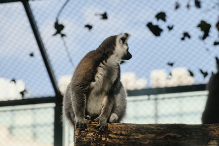 Ring-tailed lemur looks back while sitting on a wooden log inside Belgrade Zoo enclosureの写真素材
