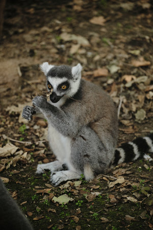 Ring-tailed lemur holds a dry leaf in Belgrade Zoo, its mouth slightly open