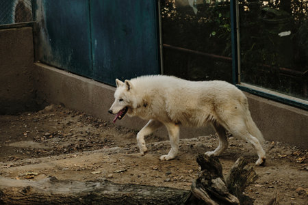 A white polar wolf walks with its tongue out inside the Belgrade Zoo, moving along the enclosure groundの写真素材