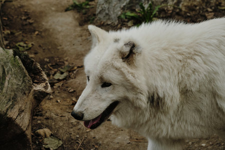 Close-up of a white wolf at Belgrade Zoo, showing its thick fur and sharp eyes as it moves past a logの写真素材