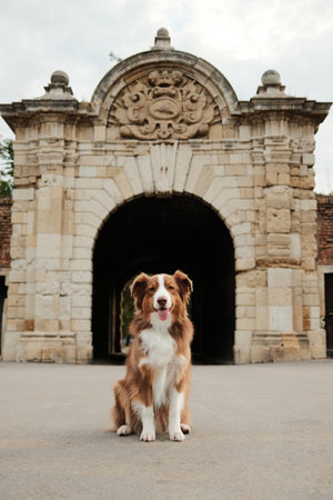Brown dog sitting in front of an old stone gate at Kalemegdan Fortress in Belgrade. Travel with pet conceptの写真素材