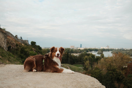 Brown Australian Shepherd dog lying on a cliff at Kalemegdan with cityscape and river view of Belgrade in the background. Travel with pet concept.の写真素材
