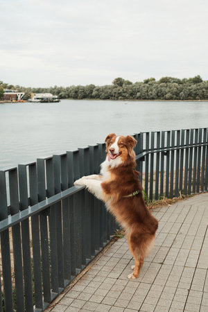 Brown Australian Shepherd dog standing on hind legs looking over metal fence at river in Belgrade. Red tricolor aussie. Travel with pet conceptの写真素材