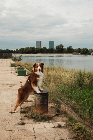 Brown Australian Shepherd dog posing with paws on bollard by riverside in Belgrade with modern towers in background. Red tricolor aussie. Travel with pet conceptの写真素材