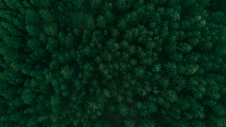 Top-down drone view of dense green forest in Divcibare, Serbia, showing rich natural wilderness....