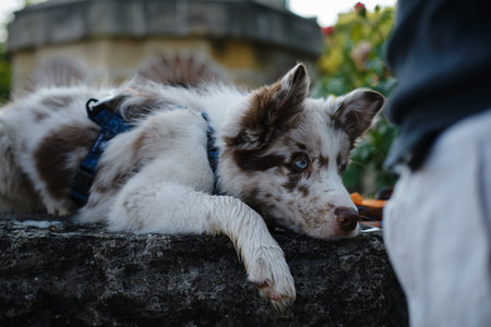 Tired Border Collie puppy lies down on stone wall, resting with a thoughtful look, wearing a harness after playtimeの写真素材