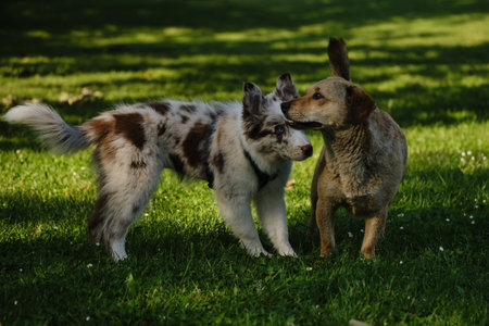 Red merle Border Collie puppy meets a brown mongrel dog on green grass, friendly interaction and playful curiosity outdoorsの写真素材
