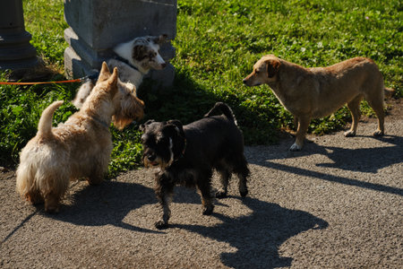 Red merle Border Collie puppy meets three other dogs on pavement, a playful social gathering with curious expressionsの写真素材